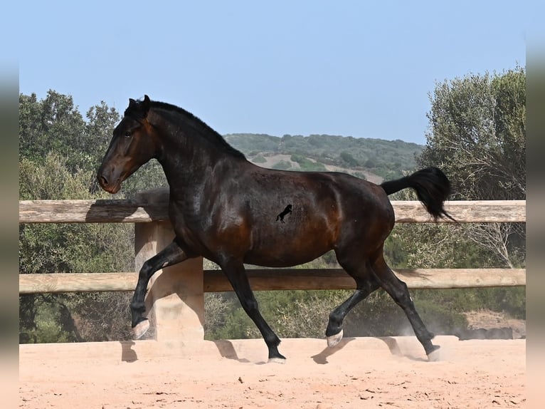 Menorquin Mare 4 years 15.2 hh Black in Menorca