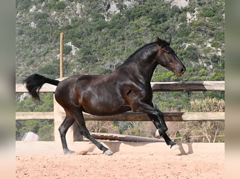 Menorquin Mare 4 years 15.2 hh Black in Menorca