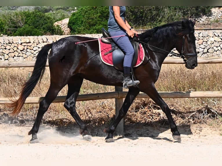 Menorquin Mare 4 years 15.2 hh Black in Menorca