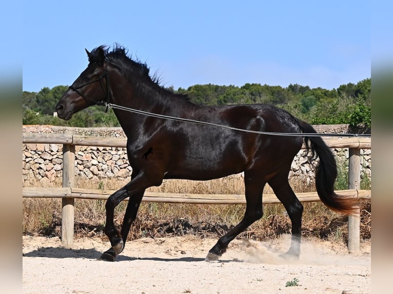 Menorquin Mare 4 years 15.2 hh Black in Menorca