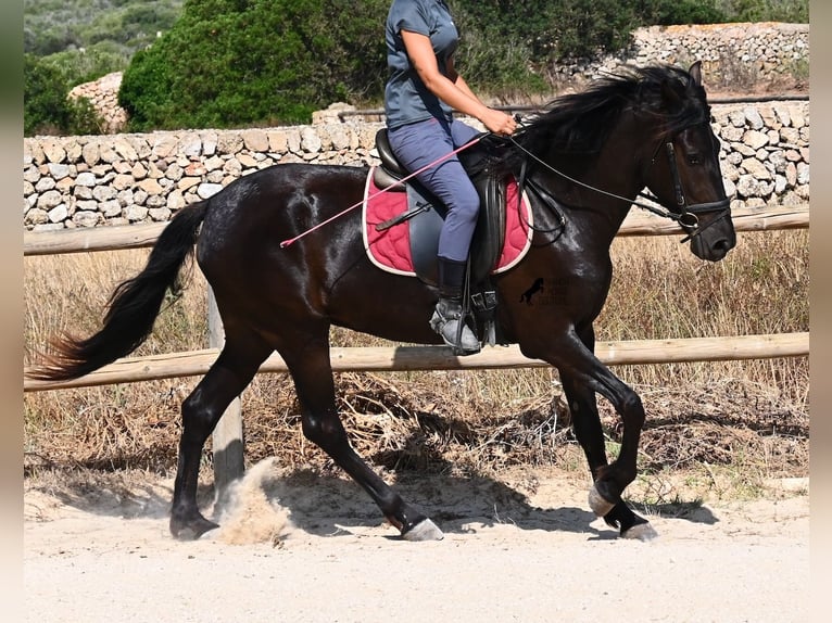 Menorquin Mare 4 years 15.2 hh Black in Menorca