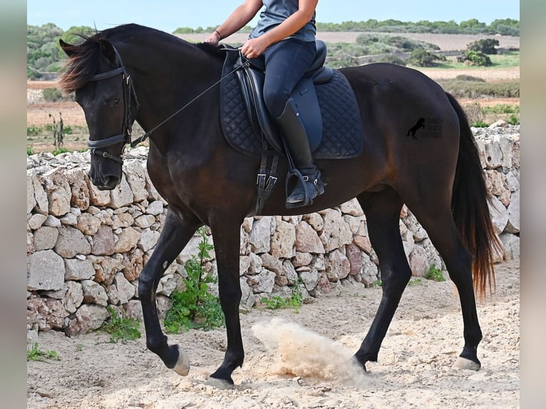 Menorquin Mare 4 years 15.2 hh Black in Menorca