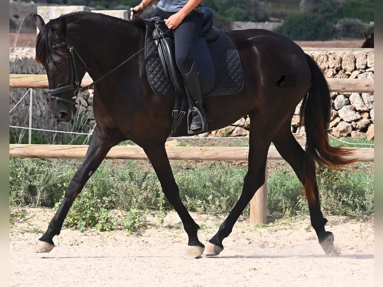 Menorquin Mare 4 years 15.2 hh Black in Menorca