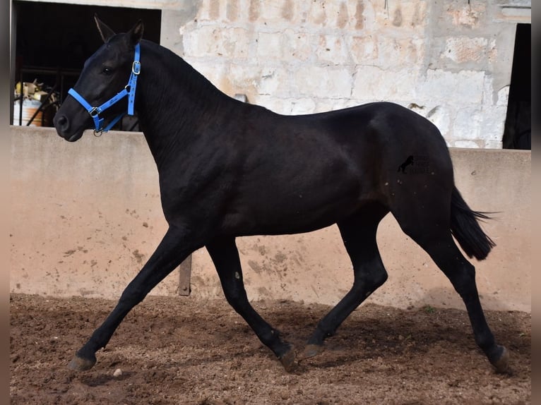 Menorquin Mare 4 years 15,1 hh Black in Menorca