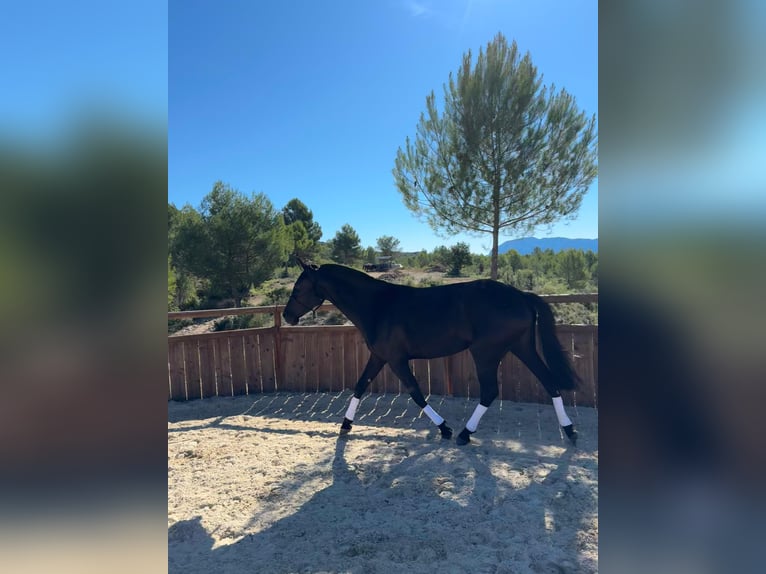 Menorquin Mare 4 years 15,2 hh Black in Saint-Clément-de-Rivière