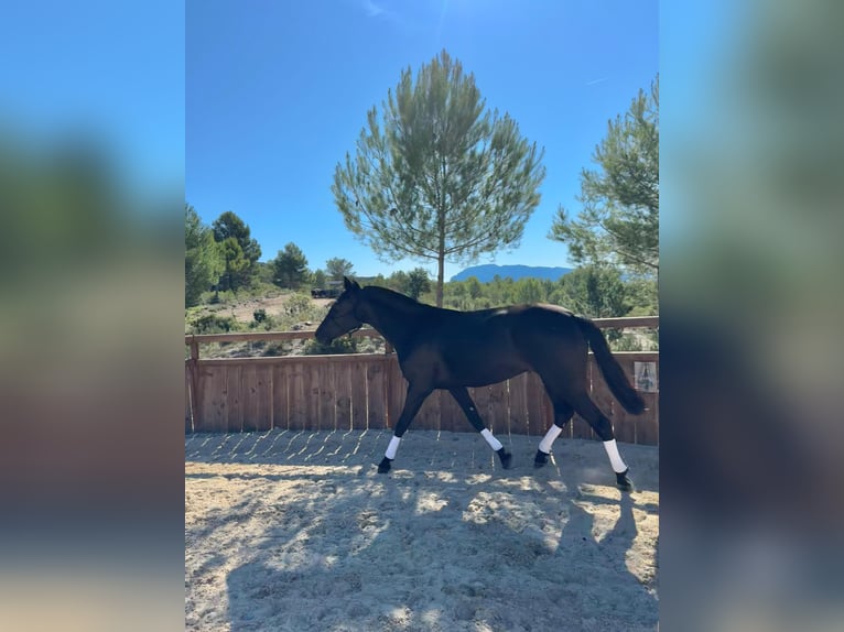 Menorquin Mare 4 years 15,2 hh Black in Saint-Clément-de-Rivière