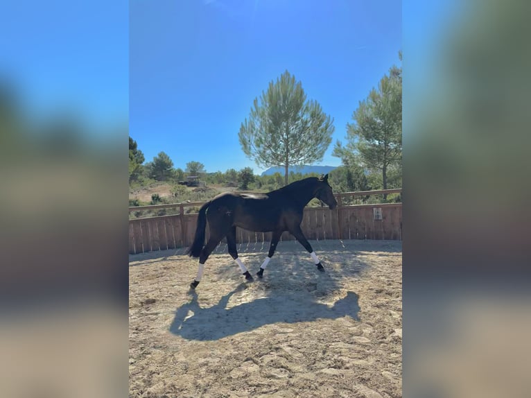 Menorquin Mare 4 years 15,2 hh Black in Saint-Clément-de-Rivière