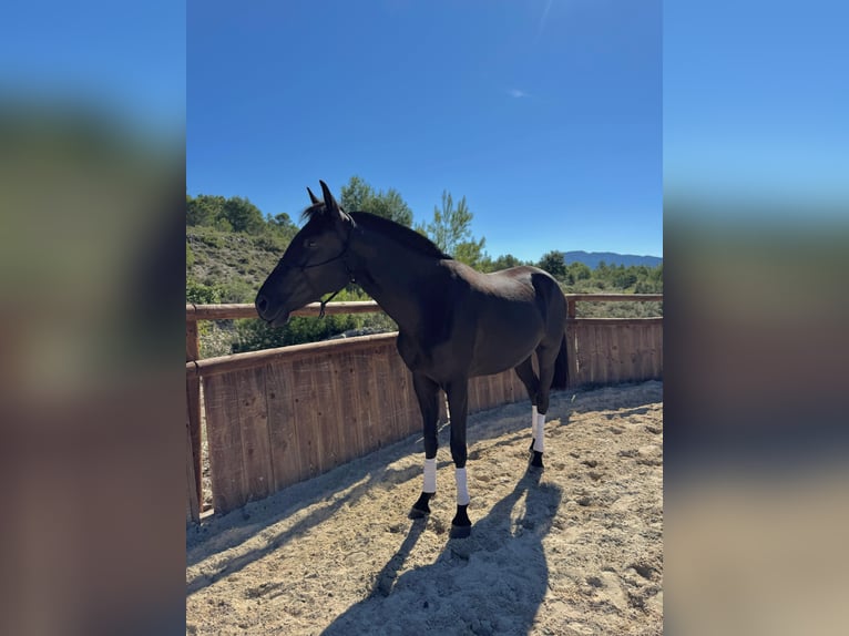 Menorquin Mare 4 years 15,2 hh Black in Saint-Clément-de-Rivière