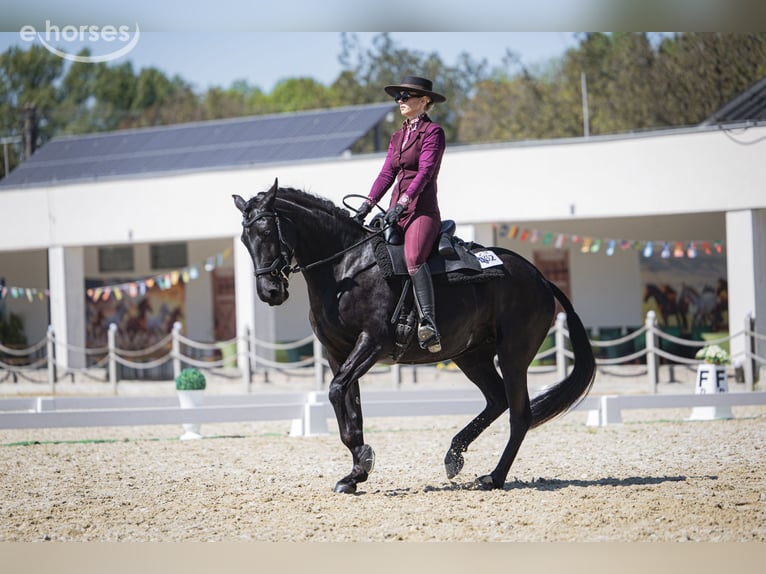 Menorquin Mare 5 years 15.1 hh Black in Vysoká Pri Morave
