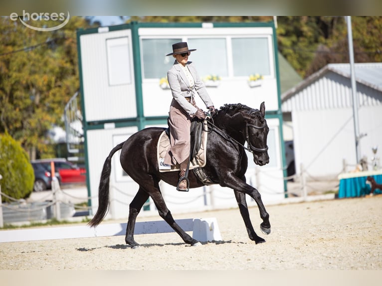 Menorquin Mare 5 years 15.1 hh Black in Vysoká Pri Morave