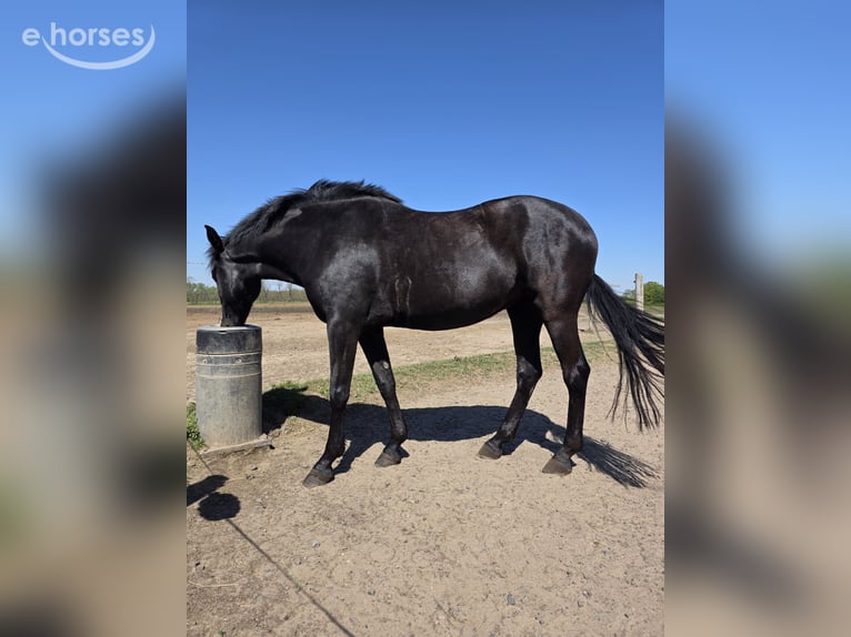 Menorquin Mare 5 years 15.1 hh Black in Vysoká Pri Morave
