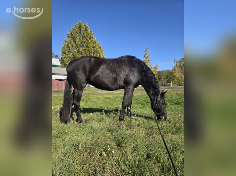 Menorquin Mare 5 years 15.1 hh Black in Vysoká Pri Morave