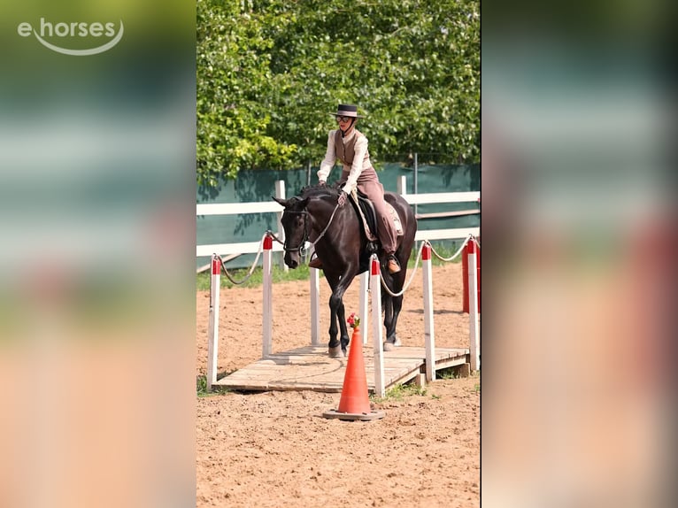 Menorquin Mare 5 years 15.1 hh Black in Wien