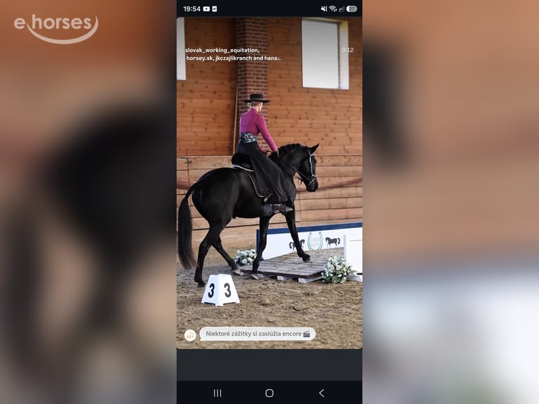 Menorquin Mare 5 years 15.1 hh Black in Wien