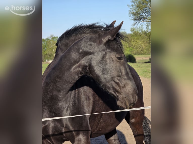 Menorquin Mare 5 years 15.1 hh Black in Wien