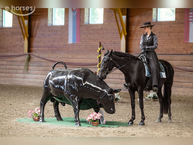 Menorquin Mare 5 years 15.1 hh Black in Wien