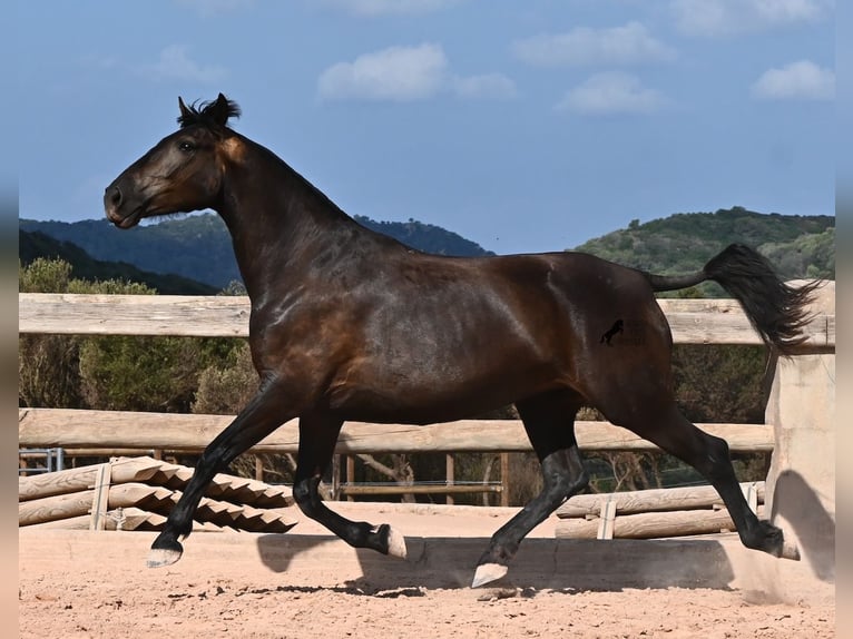 Menorquin Mare 5 years 15.2 hh Black in Menorca