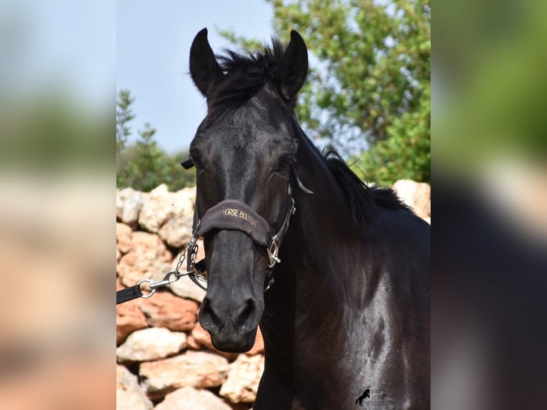 Menorquin Mare 5 years 15,2 hh Black in Menorca