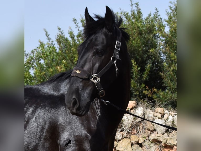 Menorquin Mare 5 years 15,2 hh Black in Menorca