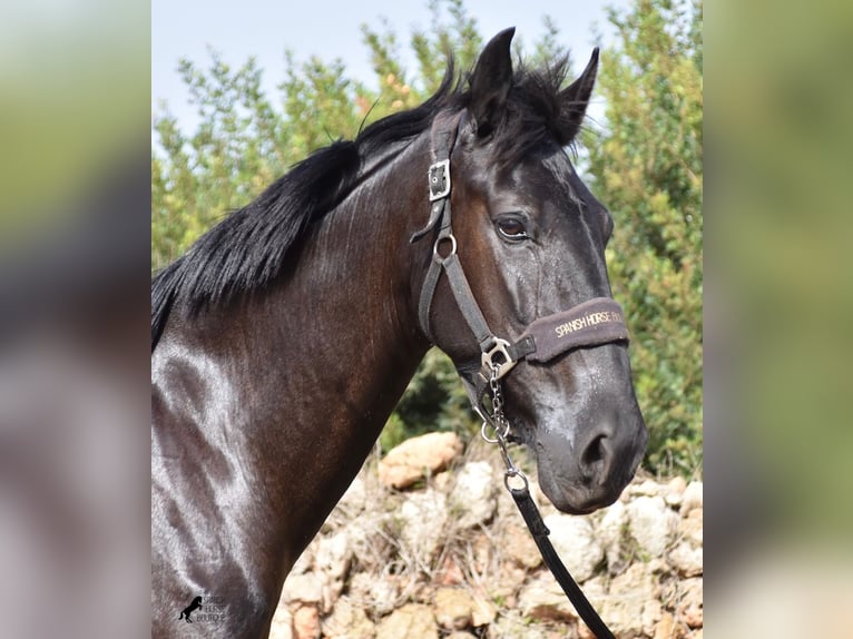 Menorquin Mare 5 years 15,2 hh Black in Menorca