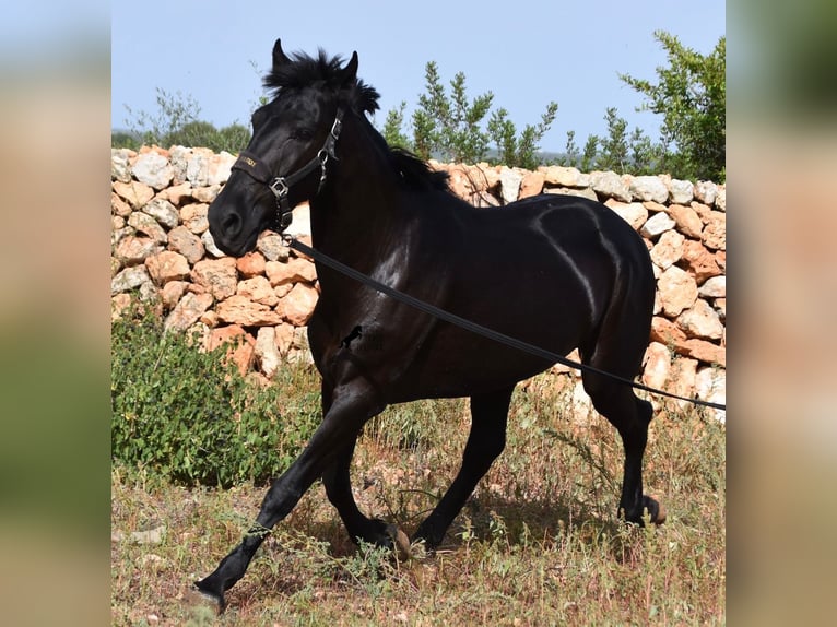 Menorquin Mare 5 years 15,2 hh Black in Menorca