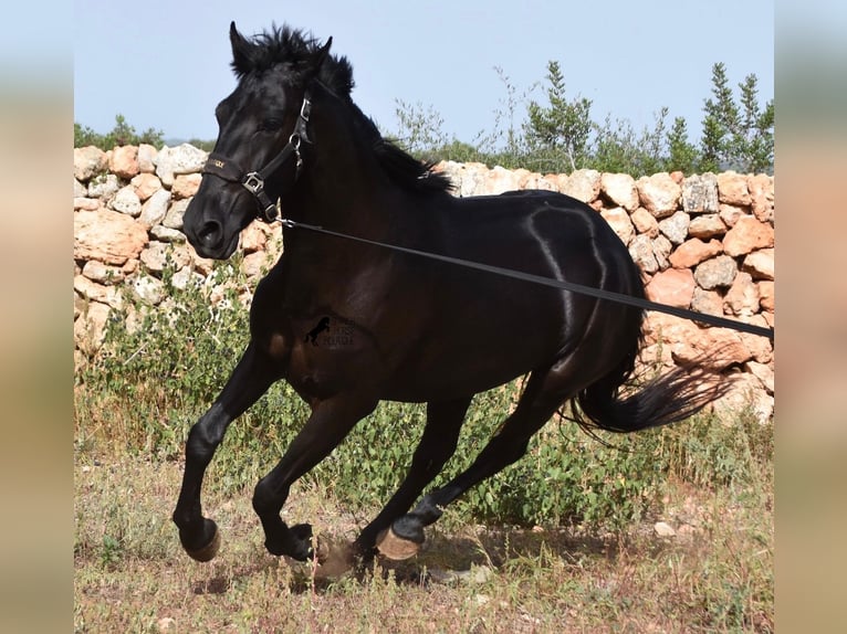 Menorquin Mare 5 years 15,2 hh Black in Menorca