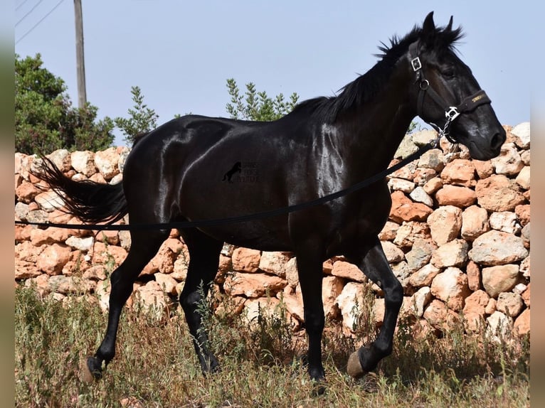 Menorquin Mare 5 years 15,2 hh Black in Menorca