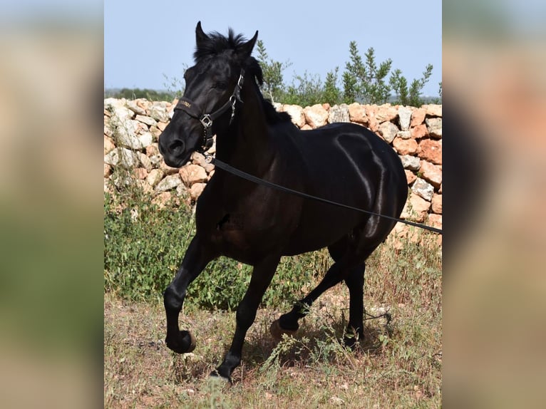 Menorquin Mare 5 years 15,2 hh Black in Menorca