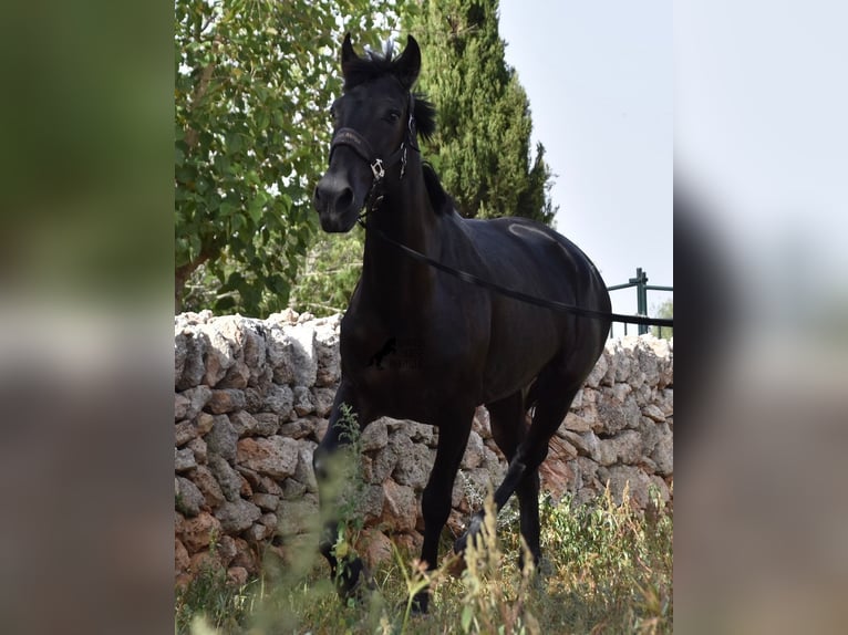 Menorquin Mare 5 years 15,2 hh Black in Menorca