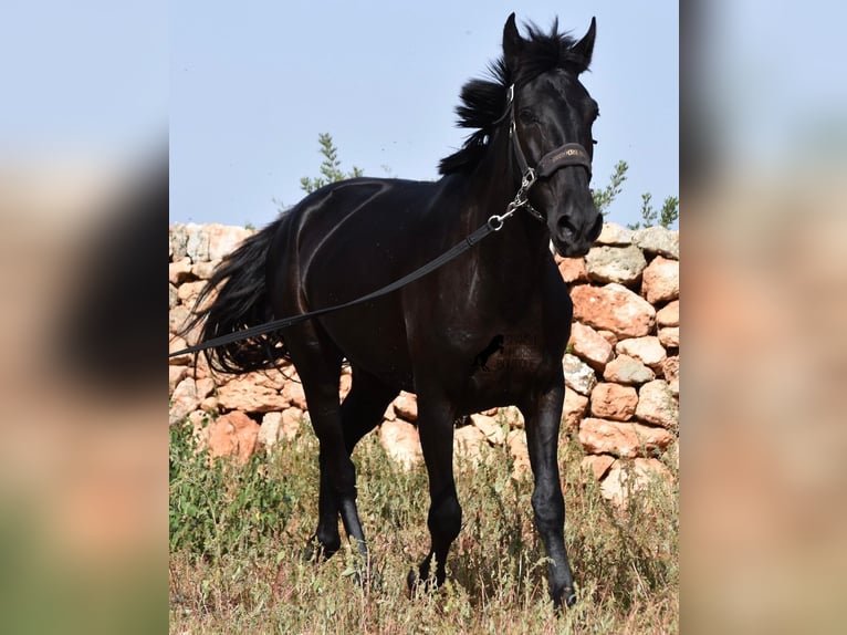 Menorquin Mare 5 years 15,2 hh Black in Menorca