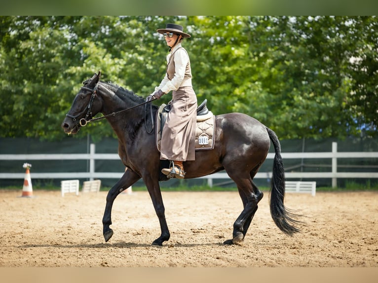 Menorquin Mare 5 years 15,1 hh Black in Vysoká Pri Morave
