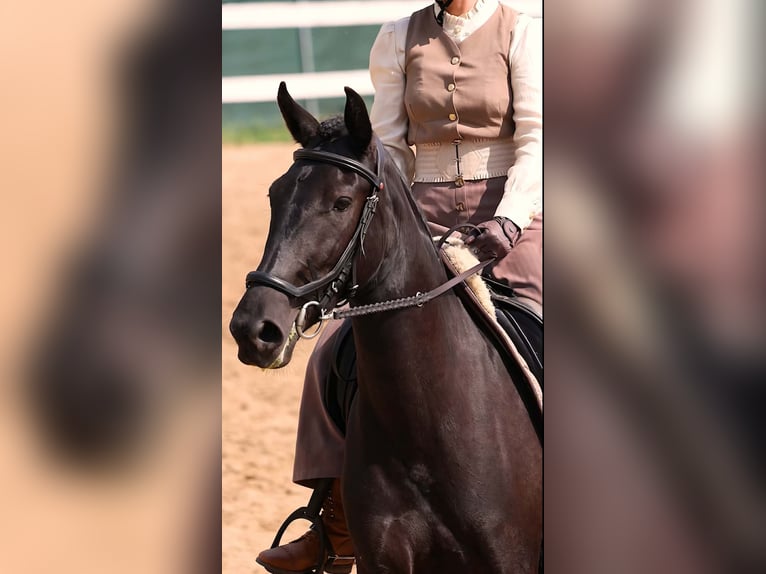 Menorquin Mare 5 years 15,1 hh Black in Vysoká Pri Morave