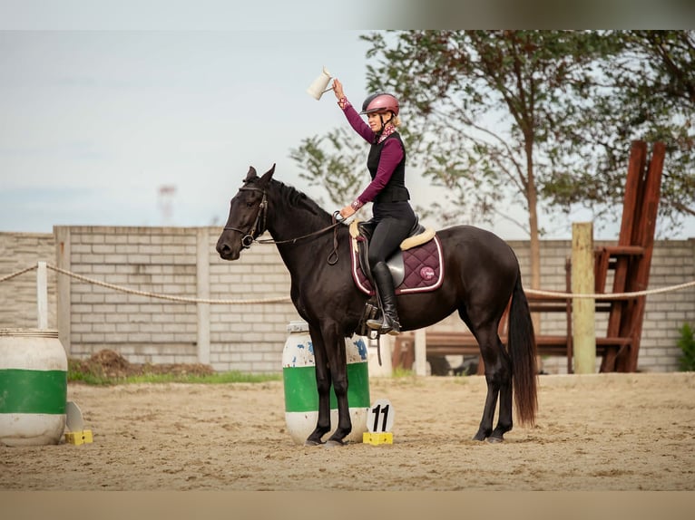 Menorquin Mare 5 years 15,1 hh Black in Vysoká Pri Morave