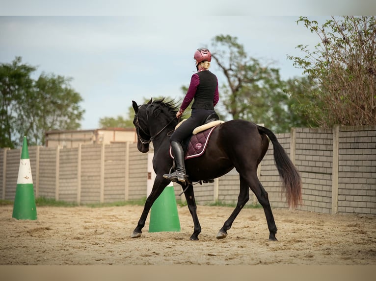 Menorquin Mare 5 years 15,1 hh Black in Wien