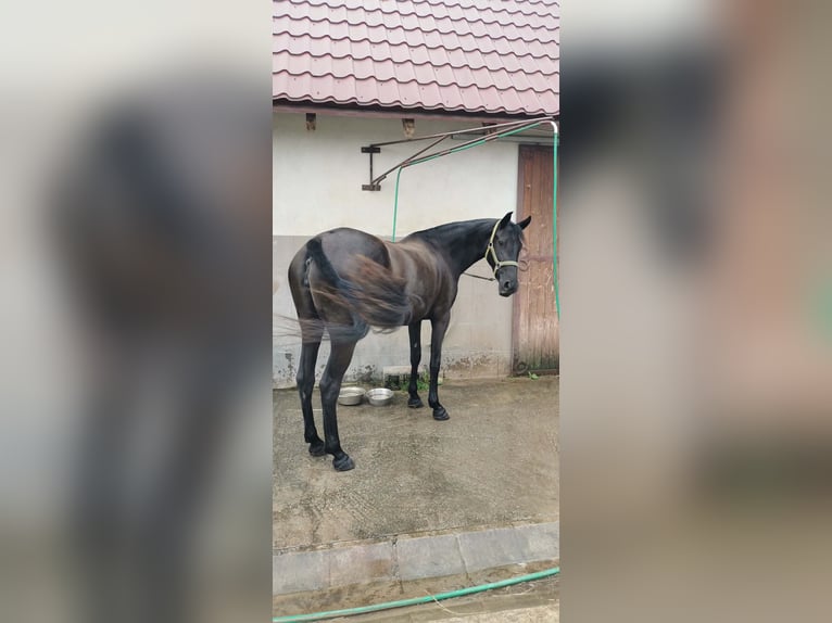 Menorquin Mare 5 years 15,1 hh Black in Wien