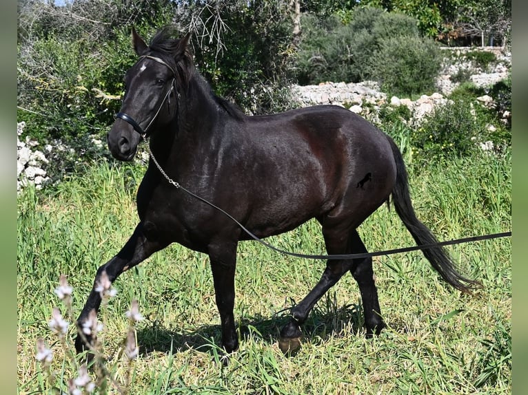 Menorquin Mare 5 years 16.1 hh Black in Menorca