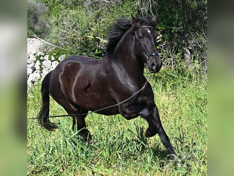 Menorquin Mare 5 years 16.1 hh Black in Menorca