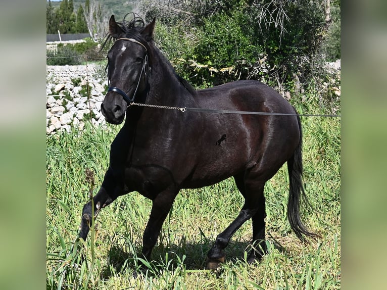 Menorquin Mare 5 years 16.1 hh Black in Menorca