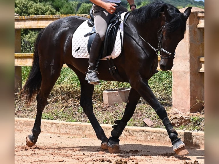 Menorquin Mare 5 years 16 hh Black in Menorca