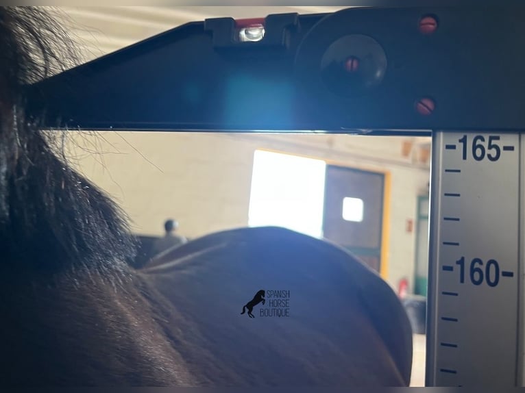 Menorquin Mare 5 years 16 hh Black in Menorca