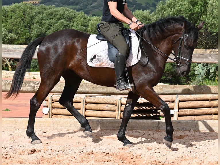 Menorquin Mare 5 years 16 hh Black in Menorca