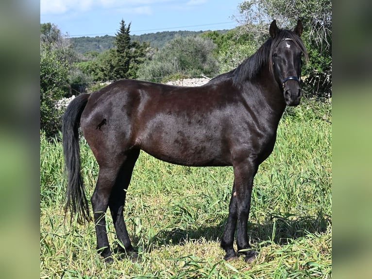 Menorquin Mare 5 years 16,1 hh Black in Menorca