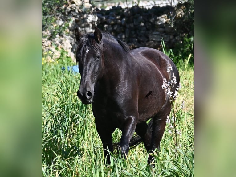 Menorquin Mare 5 years 16,1 hh Black in Menorca