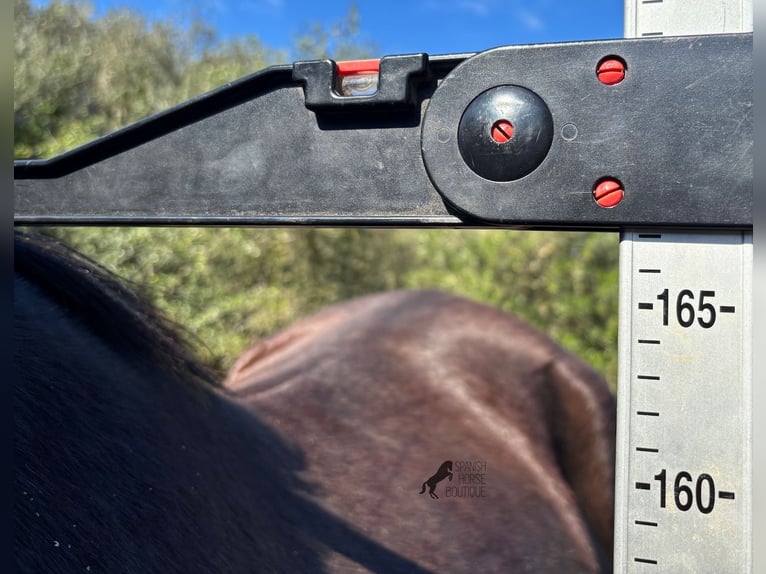 Menorquin Mare 5 years 16,1 hh Black in Menorca