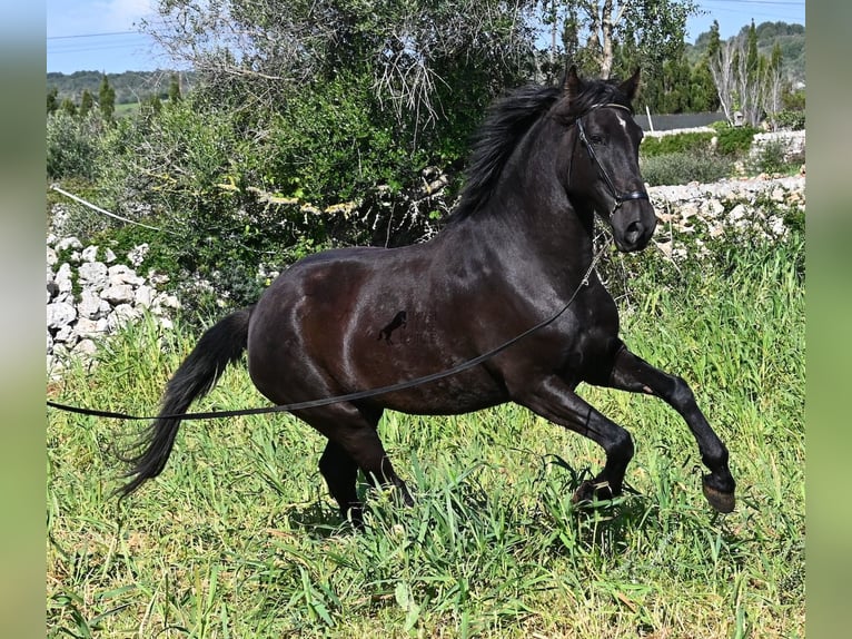 Menorquin Mare 5 years 16,1 hh Black in Menorca