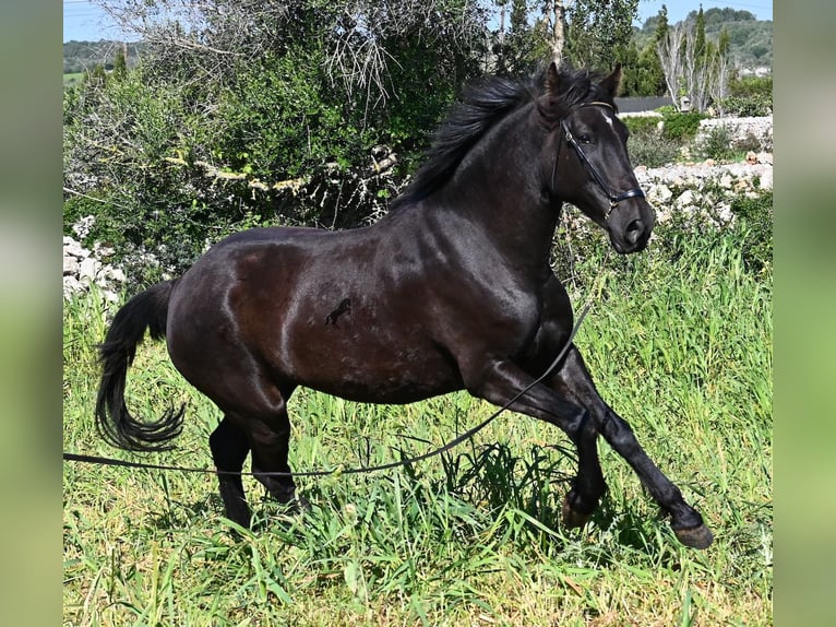 Menorquin Mare 5 years 16,1 hh Black in Menorca