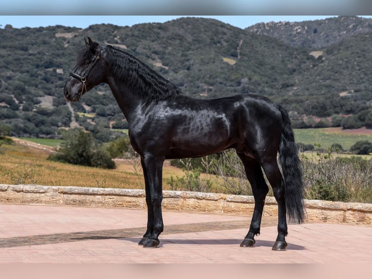 Menorquin Mare 6 years 14,3 hh Black in Menorca