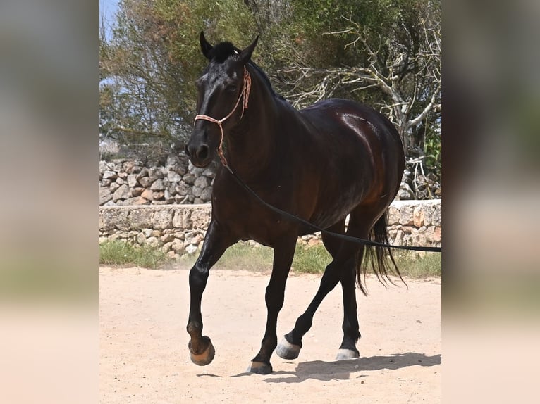 Menorquin Mare 6 years 15,2 hh Black in Menorca