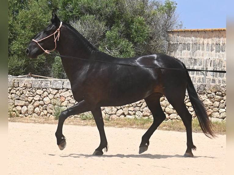 Menorquin Mare 6 years 15,2 hh Black in Menorca