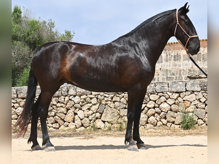 Menorquin Mare 6 years 15,2 hh Black in Menorca